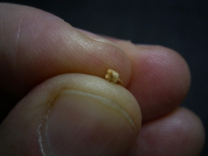 Primate tooth Necrolemur