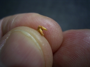 Primate tooth Necrolemur