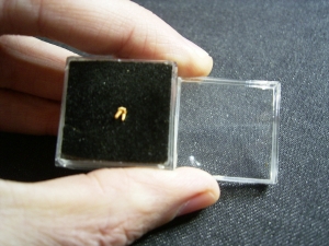 Primate tooth Necrolemur