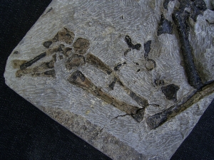 Cladiosaur partial skeleton