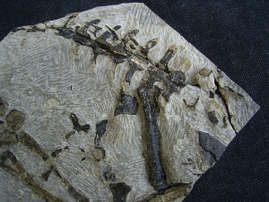 Cladiosaur partial skeleton