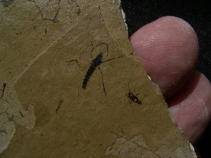Zwei Insekten aus dem Oligozaen