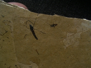 Zwei Insekten aus dem Oligozaen