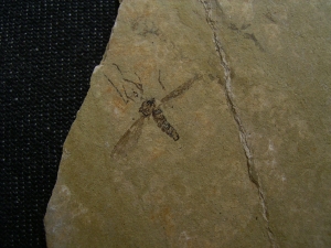 Zwei Insekten aus dem Oligozaen