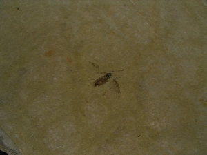 Zwei Insekten aus dem Oligozaen