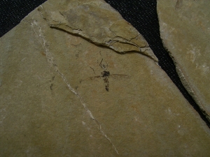 Zwei Insekten aus dem Oligozaen