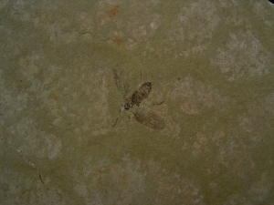 Zwei Insekten aus dem Oligozaen