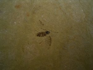 Zwei Insekten aus dem Oligozaen