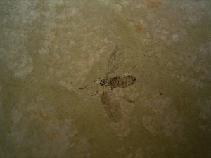 Zwei Insekten aus dem Oligozaen