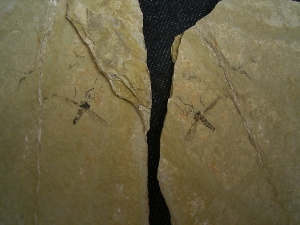 Zwei Insekten aus dem Oligozaen