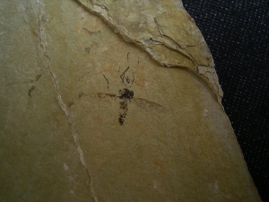 Zwei Insekten aus dem Oligozaen