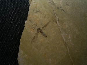 Zwei Insekten aus dem Oligozaen