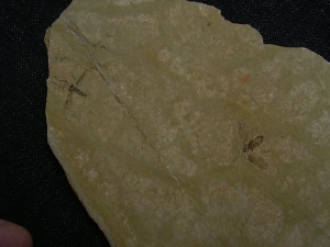 Zwei Insekten aus dem Oligozaen