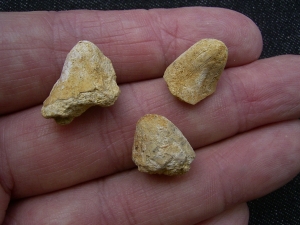 Drei Seeigel Claviaster beltremieuxi
