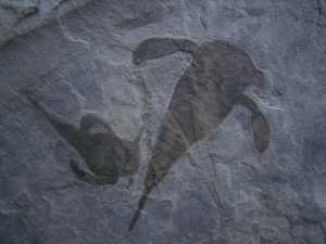 Seeskorpione Eurypterus remipes