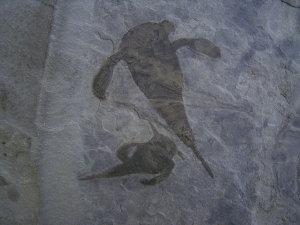 Seeskorpione Eurypterus remipes