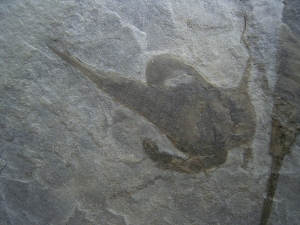 Seeskorpione Eurypterus remipes
