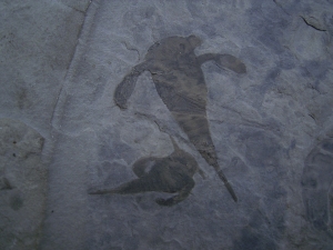 Seeskorpione Eurypterus remipes