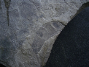 Seeskorpione Eurypterus remipes
