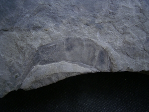 Seeskorpione Eurypterus remipes