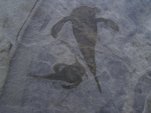 Seeskorpione Eurypterus remipes