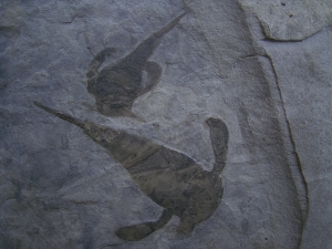Seeskorpione Eurypterus remipes