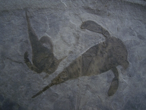 Seeskorpione Eurypterus remipes