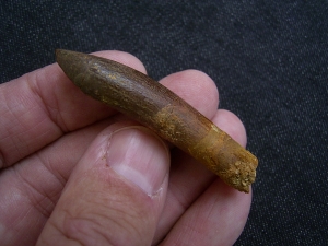 Dinosaur tooth Rebbachisaurus