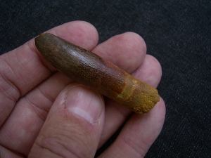 Dinosaur tooth Rebbachisaurus