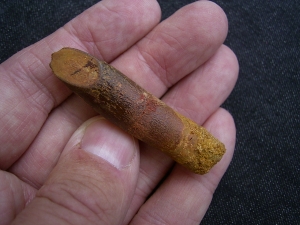 Dinosaur tooth Rebbachisaurus