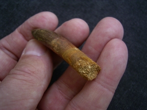 Dinosaur tooth Rebbachisaurus