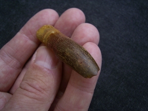 Dinosaur tooth Rebbachisaurus