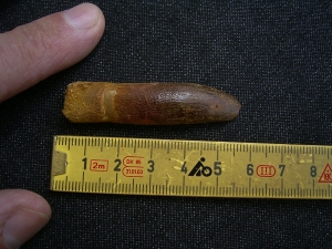 Dinosaur tooth Rebbachisaurus