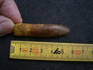 Dinosaur tooth Rebbachisaurus