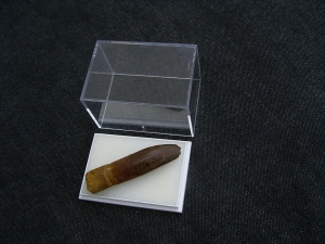 Dinosaur tooth Rebbachisaurus