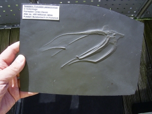 Seestern Furcaster palaeozoicus