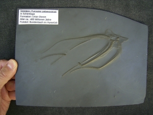Seestern Furcaster palaeozoicus