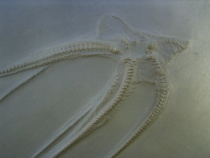 Seestern Furcaster palaeozoicus