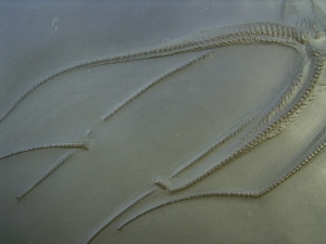 Seestern Furcaster palaeozoicus