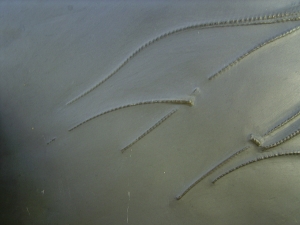 Seestern Furcaster palaeozoicus