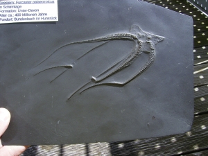 Seestern Furcaster palaeozoicus