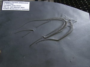 Seestern Furcaster palaeozoicus