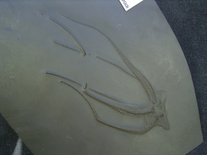 Seestern Furcaster palaeozoicus