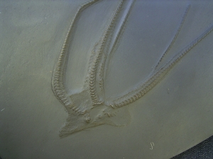 Seestern Furcaster palaeozoicus