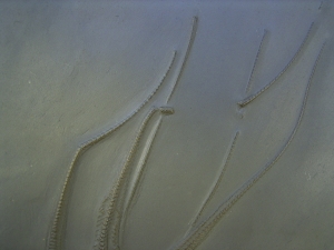 Seestern Furcaster palaeozoicus