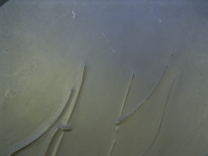 Seestern Furcaster palaeozoicus