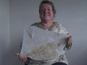 Hai-Eier Palaeoxyris Nest