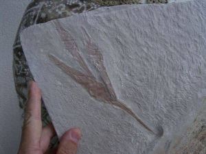 Hai-Eier Palaeoxyris Nest