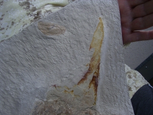 Hai-Eier Palaeoxyris Nest