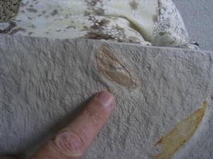 Hai-Eier Palaeoxyris Nest